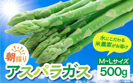 アスパラガス M~L 500g / アスパラガス アスパラ
