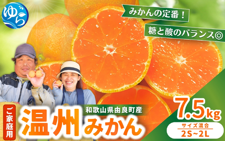家庭用 温州みかん 7.5kg ※2026年11月中旬頃～12月下旬頃に順次発送予定 農家直送 / くだもの  果実  柑橘 果物 フルーツ 国産 和歌山県 由良町 ご家庭用 人気 おすすめ【nktn004-c-7d5】