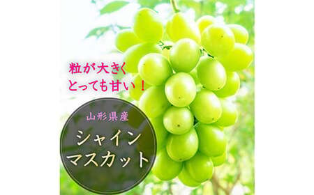《先行予約 2026年度発送》山形県産 大粒シャインマスカット 1.2kg～1.3kg マスカット ぶどう ブドウ 葡萄 デザート フルーツ 果物 くだもの 果実 食品 山形県 FSY-1801