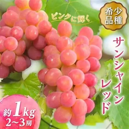 【2026年発送】サンシャインレッド 2～3房 1kg程度 ピンクに輝く シャインマスカット【配送不可地域：離島】【1561472】