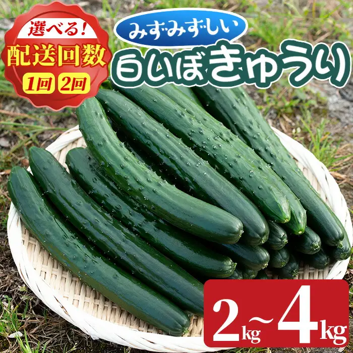 【0082702a】名産地の農家直送！みずみずしい白いぼきゅうり(計2kg) 野菜 やさい 旬 新鮮 サラダ キュウリ 胡瓜【吉ヶ崎農園】