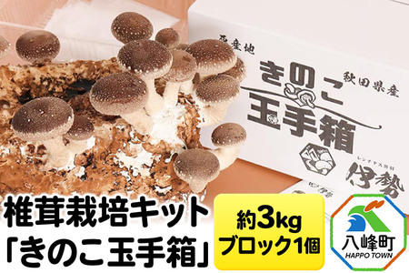 しいたけ 椎茸栽培キット「きのこ玉手箱」約3kg ブロック×1個 [椎茸 しいたけ シイタケ 栽培キット 菌床ブロック 自由研究 簡単]