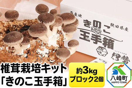 しいたけ 椎茸栽培キット「きのこ玉手箱」約3kg ブロック×2個 [椎茸 しいたけ シイタケ 栽培キット 菌床ブロック 自由研究 簡単]