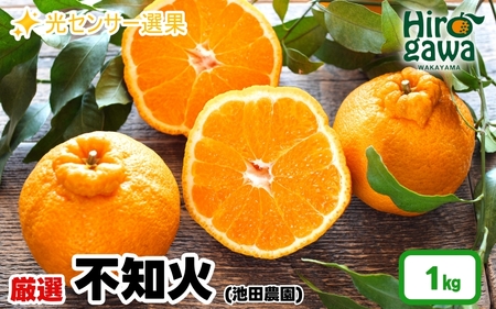 不知火 （ しらぬい ） 1kg+250g（痛み補償分） 厳選 光センサー / デコポン 高級 甘い 和歌山 柑橘 ※2027年2月上旬～4月上旬に順次発送 ※北海道・沖縄・離島への配送不可 【ikd010-p-1C】