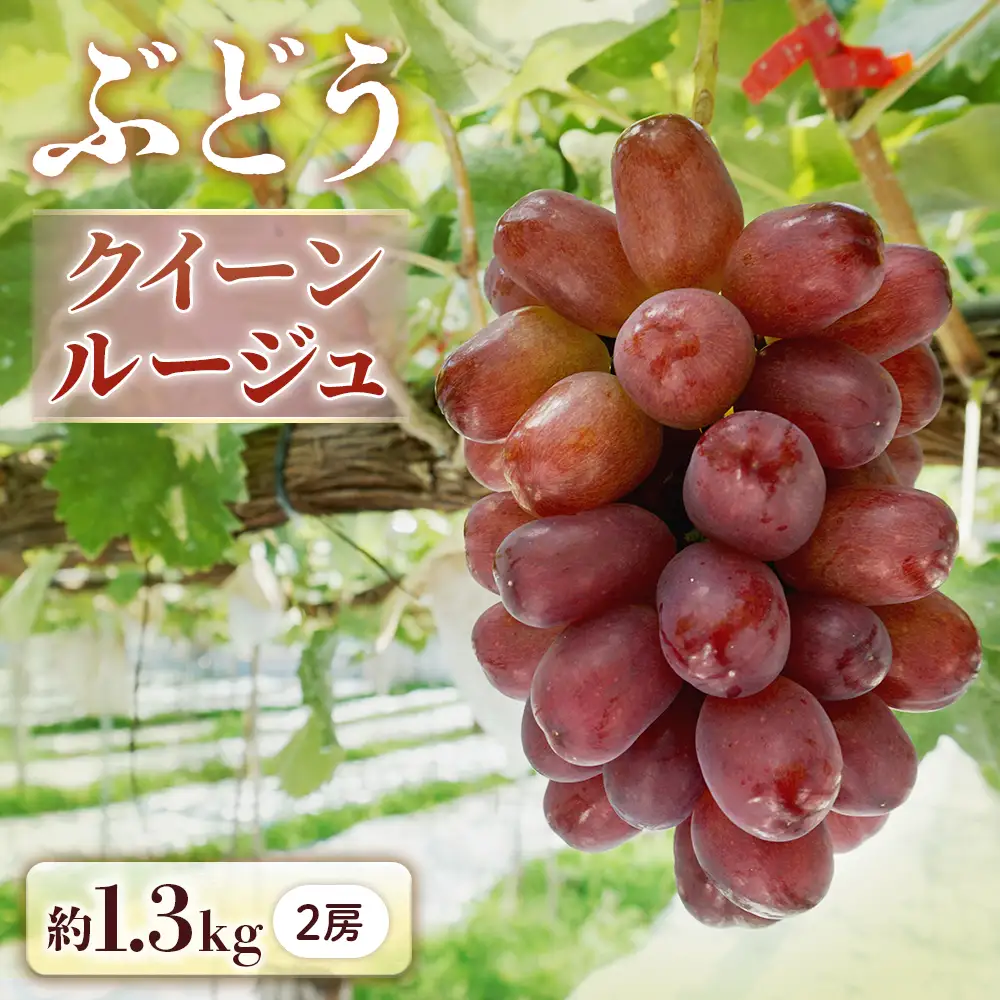 B-11 ＜先行受付＞ ぶどう クイーンルージュ約1.3㎏【2房】※2026年9月中旬～9月下旬発送予定※