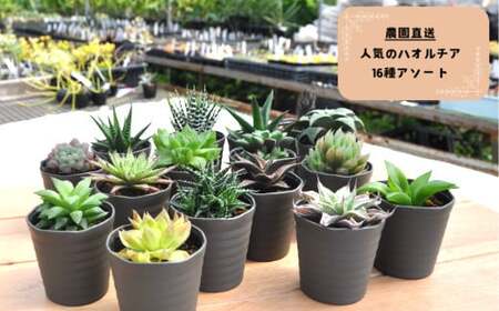 人気のハオルチア16種詰め合わせ（B960-2）