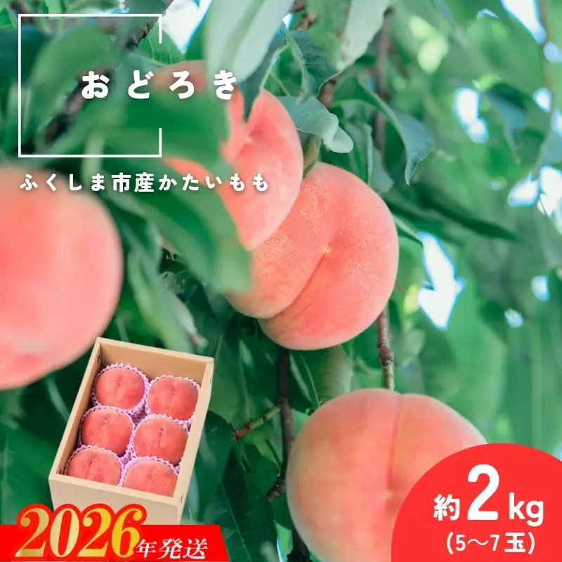 No.2987 固い桃 おどろき 約2kg(5～7玉)【2026年発送】