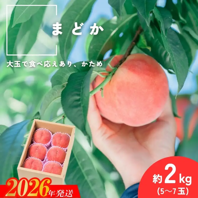 No.2991 福島県福島市産もも「まどか」約2kg(5～7玉)【2026年発送】