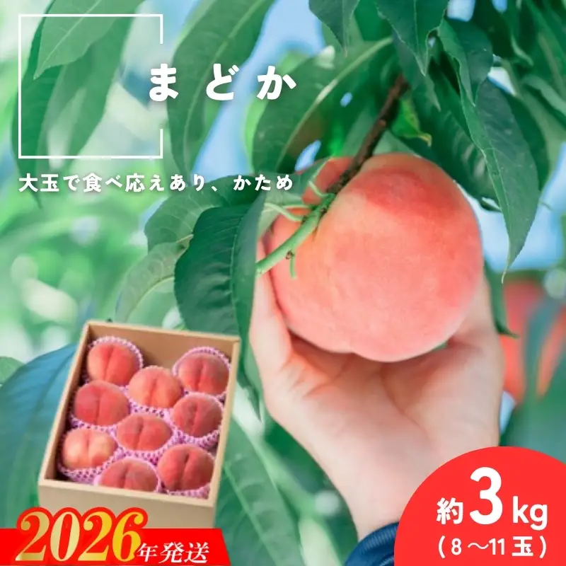 No.2992 福島県福島市産もも「まどか」約3kg(8～11玉)【2026年発送】