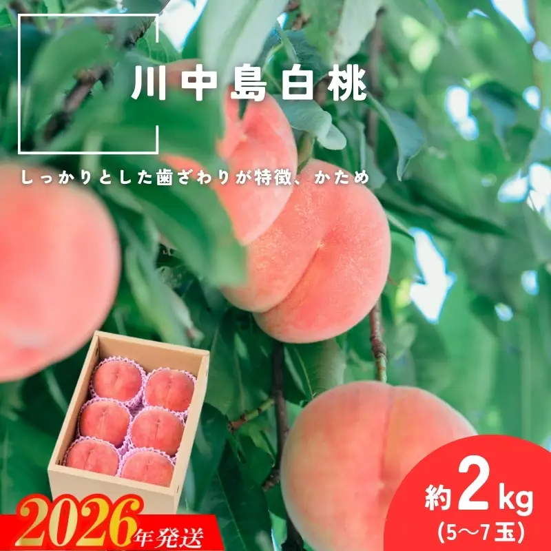 No.2993 「川中島白桃」約2kg(5～7玉)【2026年発送】
