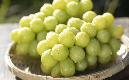 【ご家庭用】 【数量限定】 農家さん応援企画！！ 【2026年先行予約】 シャインマスカット 1.8kg ≪2026年9月下旬～順次発送≫ 塩尻市産