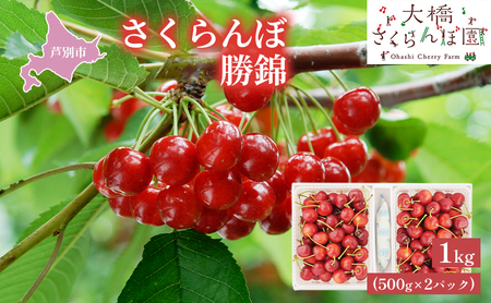 【 先行受付 】さくらんぼ 勝錦1kg（500g×2パック）サクランボ 赤 大橋 オリジナル 希少 果物類 フルーツ チェリー 