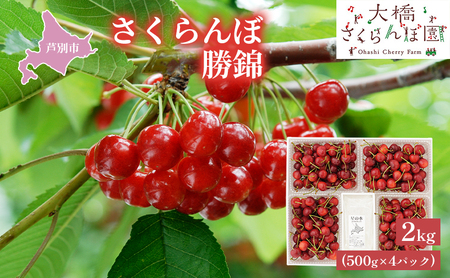 【 先行受付 】さくらんぼ 赤 勝錦2kg（500g×4パック）サクランボ 赤 大橋 ほまれにしき 希少 大容量 果物類 フルーツ チェリー 