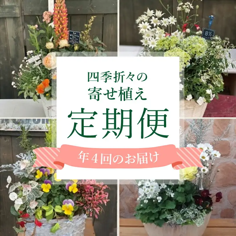 【年4回定期便】 花 テラコッタ 寄せ植え 季節 花苗 おまかせ ガーデニング フラワー インテリア 庭 定期便 頒布会 |    