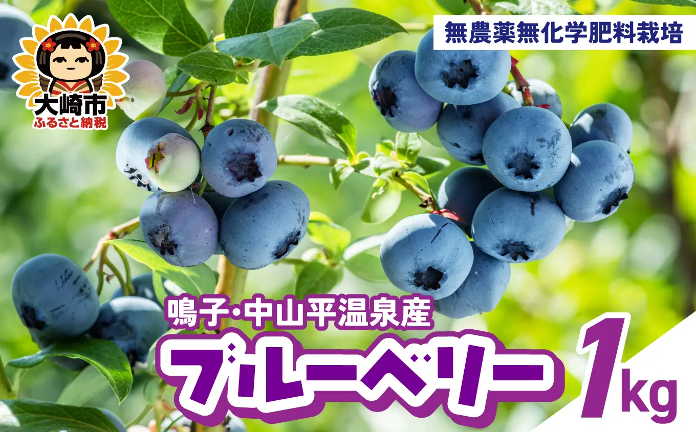 無農薬無化学肥料栽培 鳴子・中山平温泉産ブルーベリー1kg