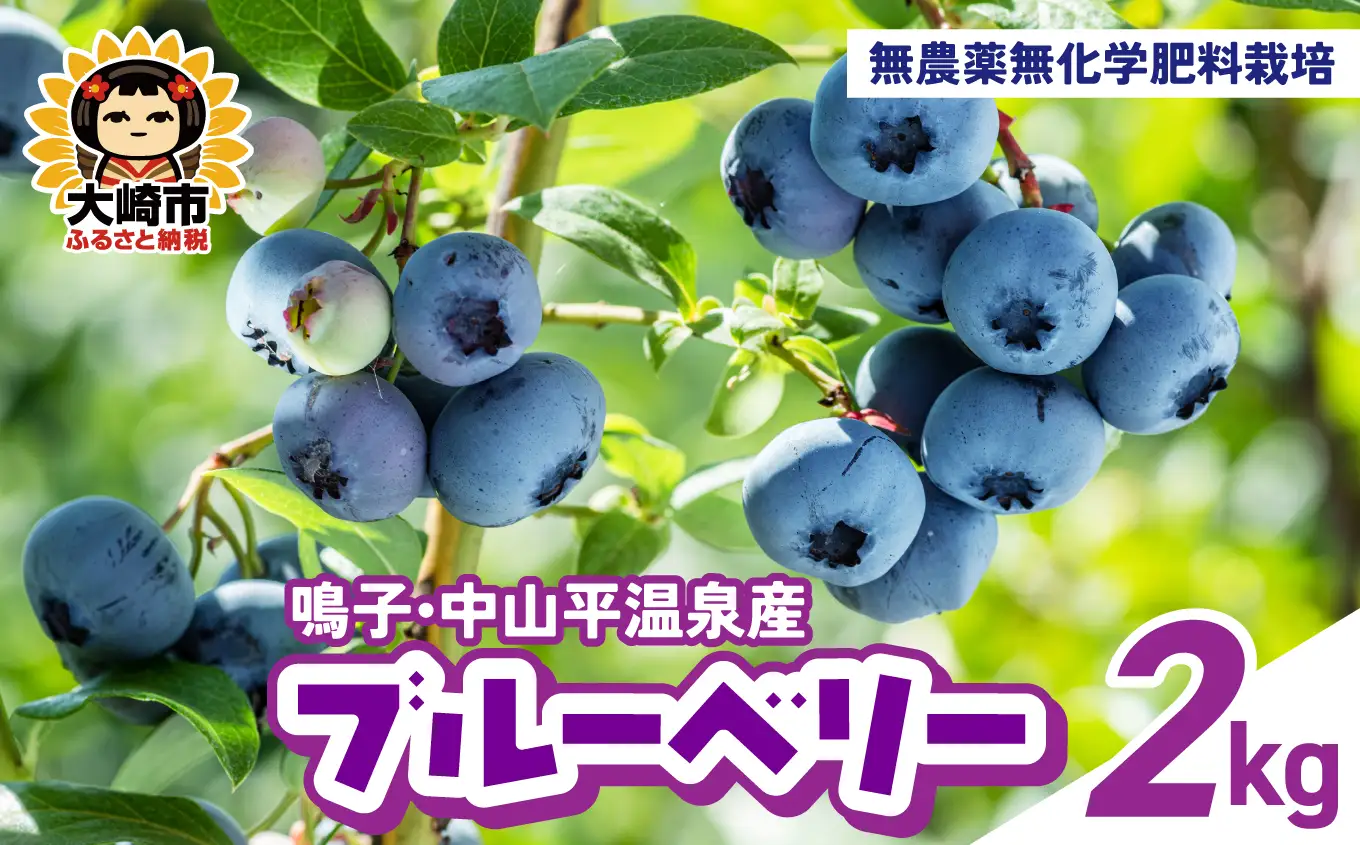 無農薬無化学肥料栽培 鳴子・中山平温泉産ブルーベリー2kg ｜ ku001-2kg