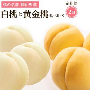 フルーツ 2026年 岡山県産 桃 食べ比べ 定期便 2回コース（白桃・黄金桃）