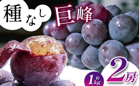 【2026年先行】 長野県産 種なし 巨峰 2房 （ 約 1kg ） 【9月下旬以降発送予定】 | 
