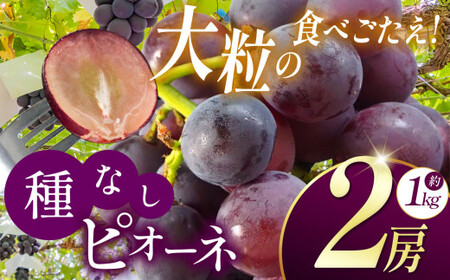【2026年先行予約】 長野県産 絶品！ 種なしピオーネ 2房 【9月下旬頃～順次発送予定】