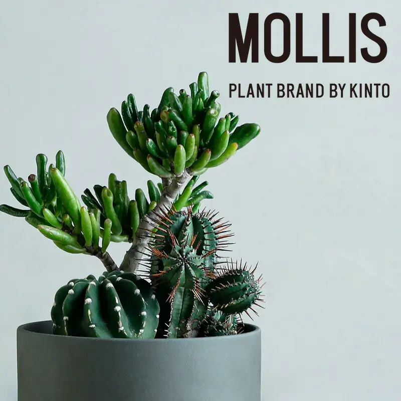 サボテン寄せ植え 観葉植物 【KINTO】 MOLLIS