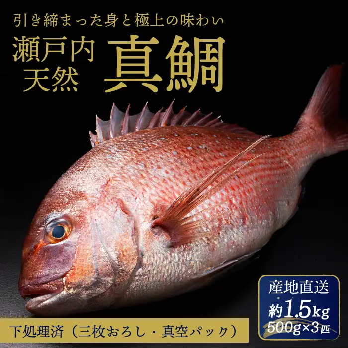 瀬戸内産 天然真鯛 約1.5kg（500g×3匹）【調理が楽ちん！三枚おろし・真空パックでお届け！】鯛 天然鯛 真鯛 天然 鮮魚 下処理済 三枚おろし 瀬戸内 広島県 三原市　154002
