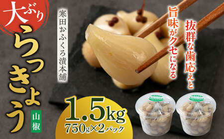 【2026年7月中旬以降順次発送】らっきょう 1.5kg（山椒）　 [ABDO004] 
