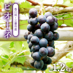 【配送不可地域:北海道・沖縄県・離島】ピオーネ 三豊市産 1.2kg