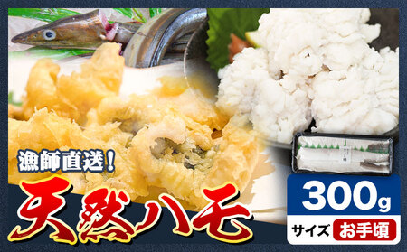 お手頃 ハモ300g《7月上旬-9月末頃出荷予定》