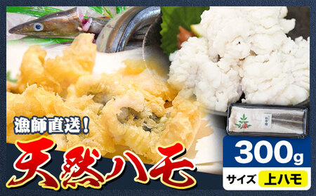 上 ハモ 300g《7月上旬-9月末頃出荷予定》