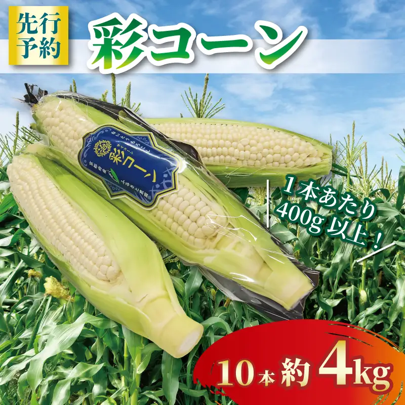【2026年6月～7月発送】 ホワイトコーン 彩コーン 約4kg 白いとうもろこし とうもろこし 京都とうもろこし 甘いとうもろこし フルーティーなとうもろこし