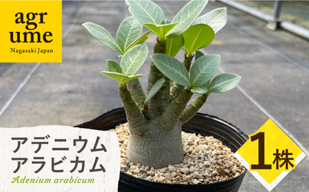 Adenium arabicum アデニウム アラビカム １株 長与町/アグリューム[EAI156] 
