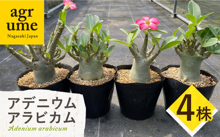 Adenium arabicum アデニウム アラビカム 4株 長与町/アグリューム[EAI159] 