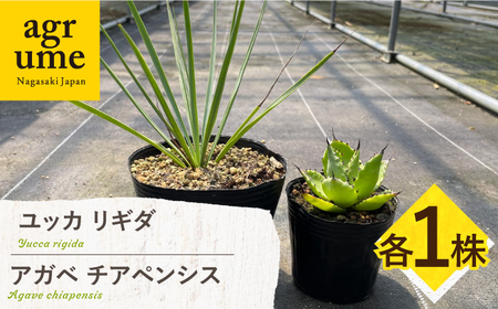 ユッカ リギダ ＆ アガベ チアペンシス 各1株 Yucca rigida ＆ Agave chiapensis 長与町/アグリューム[EAI206] 