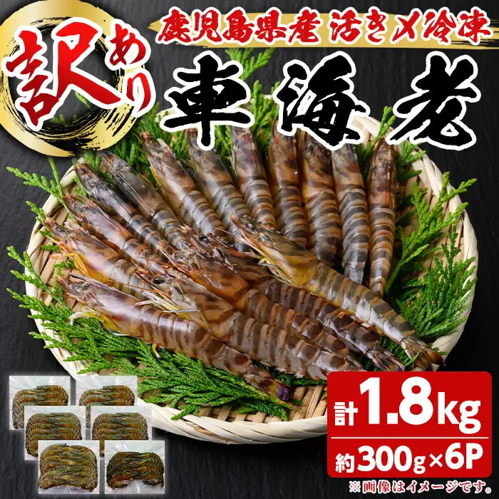 n281 訳あり 車海老 規格外 バラ セット 計1.8kg・300g前後 × 6P 【車海老日本株式会社】