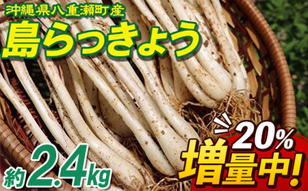 【先行受付】【2026年発送】沖縄県八重瀬町産 島らっきょう約2.4kg - 20％増量中 生らっきょう 国産 甘酢漬け 漬物 天ぷら チャンプルー 有機栽培 おすすめ 送料無料