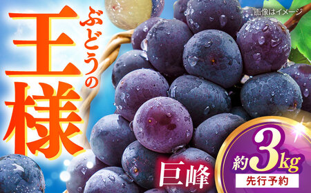【先行予約：2026年8月中旬より順次発送予定】 巨峰 種あり 約3kg / ぶどう 葡萄 フルーツ / 大村市 / おおむら夢ファームシュシュ [ACAA381]