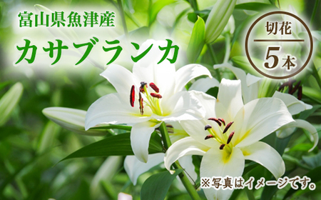 【早期予約】長引野丘陵 花の里 カサブランカ｜ゆり 切花 ※2026年7月～発送