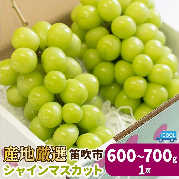 【2026年発送★先行予約】産地厳選シャインマスカット600g～700g (1房) 106-021-26y | シャインマスカット 山梨 発送 ぶどう 斎庵 笛吹市 山梨県 フルーツ 果物 葡萄 おすすめ 贈答 山梨県笛吹市 産地 期間限定 笛吹 国産 人気 新鮮 種なし 高級 くだもの 完熟 ブドウ