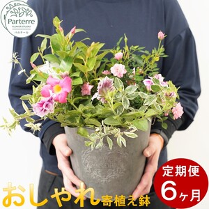 【定期便/6ヶ月】季節の寄せ鉢  岩手県 北上市 J0062  （ パルテール )  花 観賞用 アレンジ プレゼント ギフト 誕生日 お祝い クリスマス 卒業 入学 バレンタインデー ホワイトデー 贈答 母の日 父の日 敬老の日 感謝 退院 快気祝い プロポーズ ご褒美 生花 季節の花 赤 白 黄色 ピンク オレンジ 青 紫 寄せ植え 鉢植え ガーデニング 庭 玄関 リビング 部屋 客間 オフィス 開店祝い 周年祝い 退職祝い 就職祝い 還暦 成人 記念日 花 