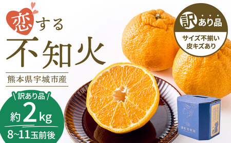  訳あり 不知火 恋する不知火 約2kg 【2026年4月上旬から2026年7月中旬発送予定】 御舩果樹園 