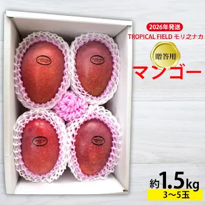 2026年発送【TROPICAL FIELD モリ之ナカ】贈答用マンゴー約1.5kg（3～5玉） フルーツ 果物 期間限定 数量限定 先行予約 南国 プレゼント お土産 おみやげ ギフト くだもの 沖縄 おきなわ 青果 デザート おすすめ 人気 冷蔵 夏 スイーツ