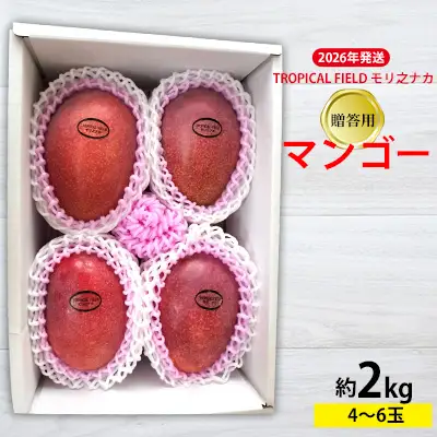 2026年発送【TROPICAL FIELD モリ之ナカ】贈答用マンゴー約2kg（4～6玉） フルーツ 果物 期間限定 数量限定 先行予約 南国 プレゼント お土産 おみやげ ギフト くだもの 沖縄 おきなわ 青果 デザート おすすめ 人気 冷蔵 夏 スイーツ