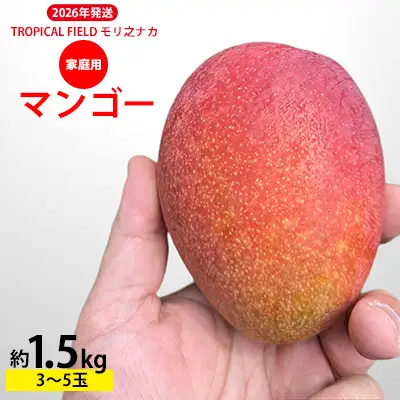 2026年発送【TROPICAL FIELD モリ之ナカ】家庭用マンゴー約1.5kg（3～5玉） フルーツ 果物 期間限定 数量限定 先行予約 南国 プレゼント お土産 おみやげ ギフト くだもの 沖縄 おきなわ 青果 デザート おすすめ 人気 冷蔵 夏 スイーツ