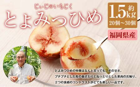 じぃじの いちじく【とよみつひめ】約1.5kg【 2026年8月上旬～10月上旬発送予定 】 いちじく 果物 フルーツ