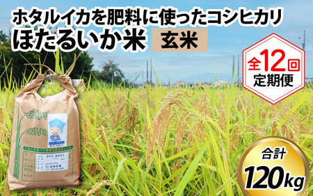 ほたるいか米　米定期便 コシヒカリ10kg 12か月 玄米10kg　定期便 [O-021001]