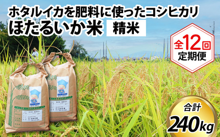 ほたるいか米 米定期便 コシヒカリ20kg 12か月 精米 20kg 12ヵ月 12回 こしひかり 定期便 [O-021004]