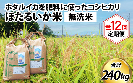 ほたるいか米　米定期便 コシヒカリ20kg 12か月 無洗米 20kg 12ヵ月 定期便 [O-021005]