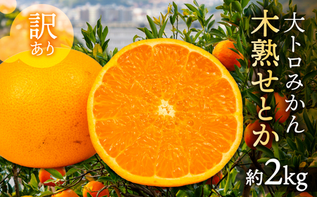 せとか 約2kg 家庭用 バラ 木熟 みかん