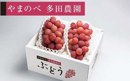 ≪2026年 先行予約≫クイーンニーナ 2～3房入り やまのべ多田農園のぶどう ぶどう ブドウ 葡萄 デザート フルーツ 果物 くだもの 果実 食品 山形県 F2Y-2608