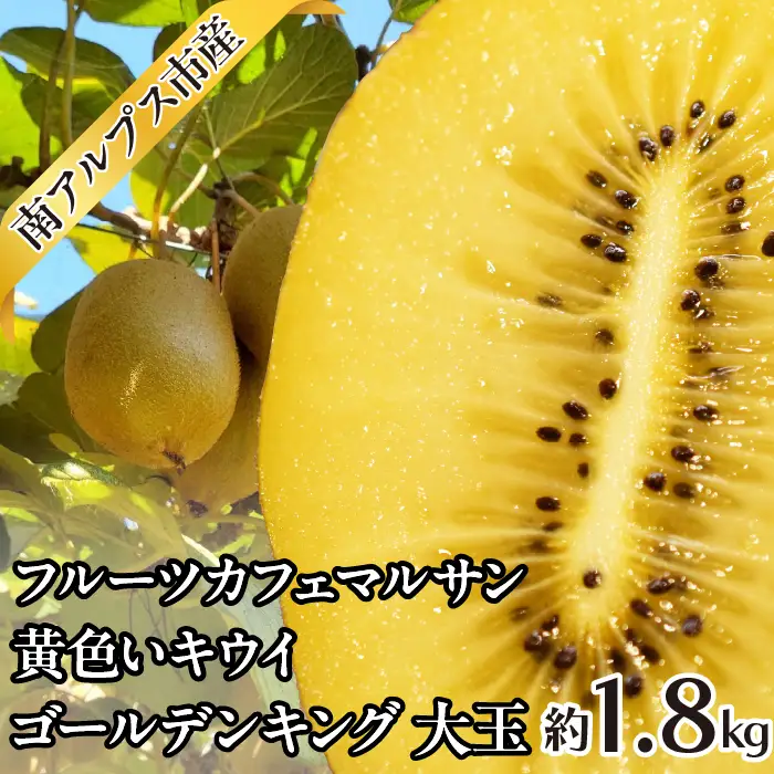 ＜2026年発送先行予約＞フルーツカフェマルサン 黄色いキウイ ゴールデンキング 大玉 約1.8kg ALPAJ045